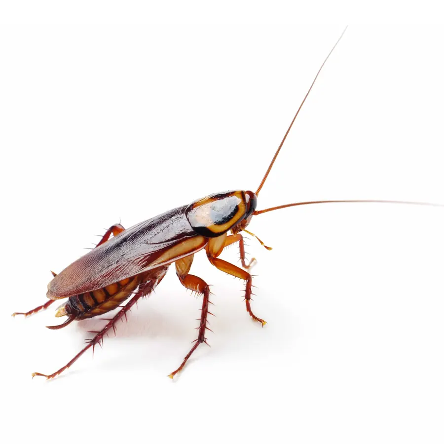American cockroach, treated by our cockroach control in George