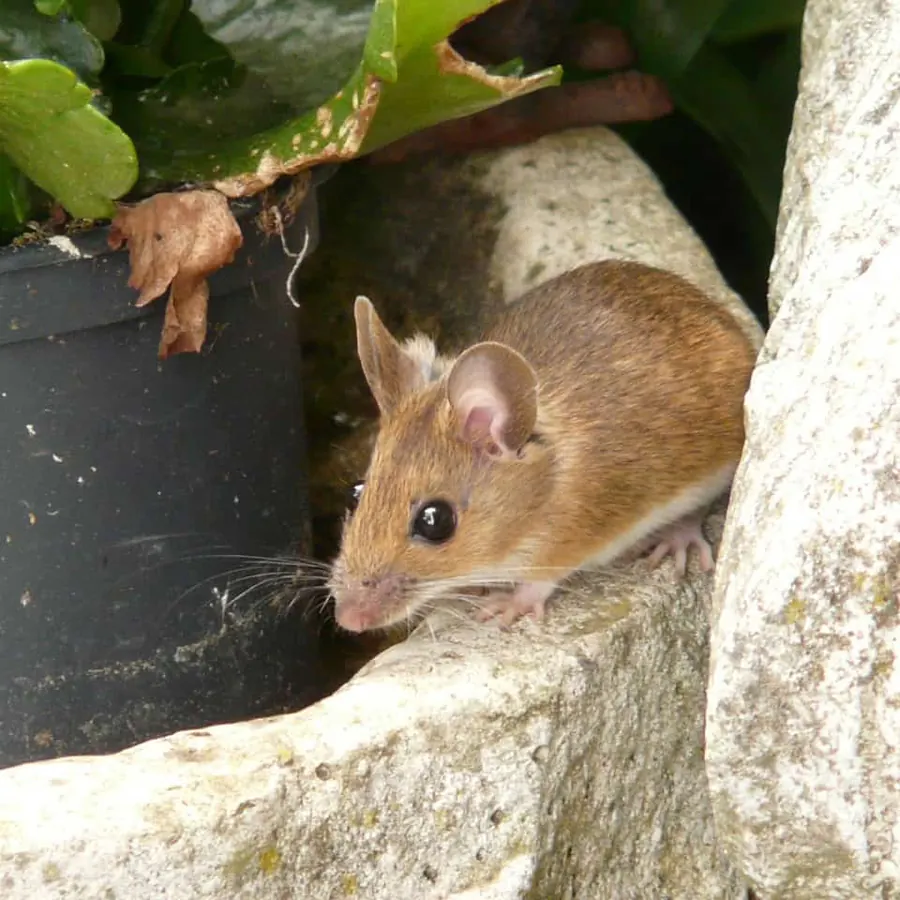 Mouse next to a pot plant, the kind of rodent we remove in George